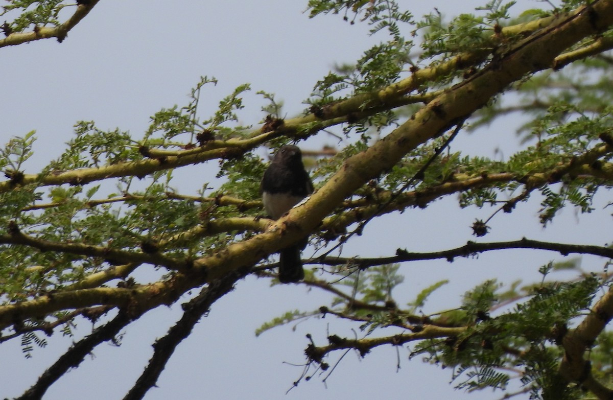 White-bellied Tit - ML640040703