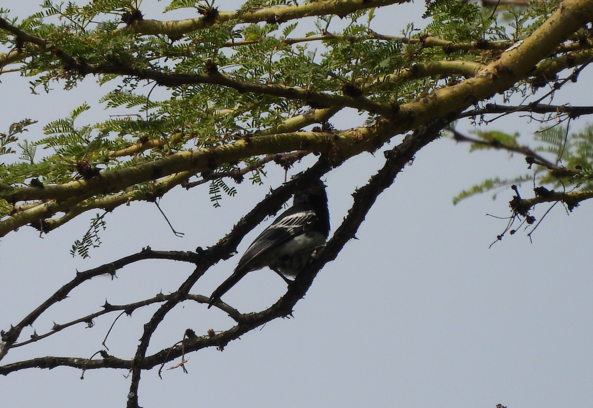 White-bellied Tit - ML640040704