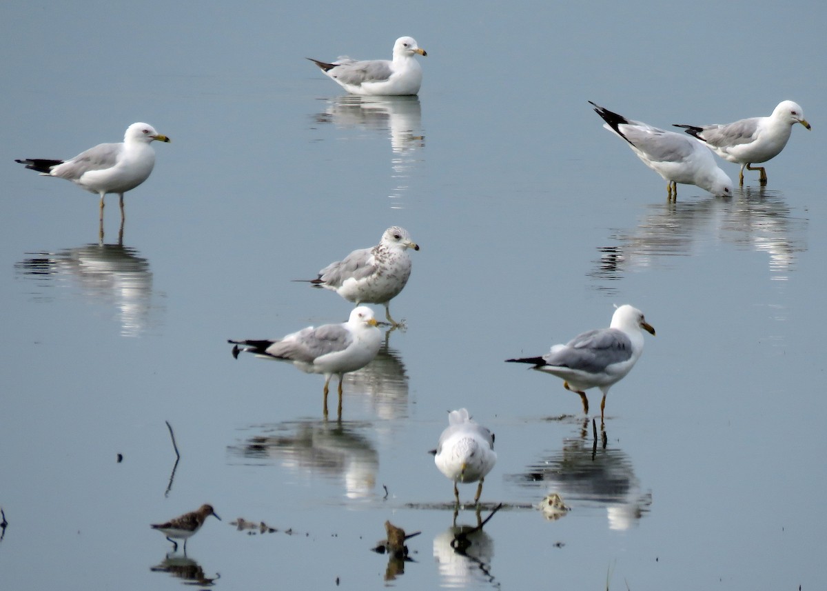 Ring-billed Gull - ML64004071