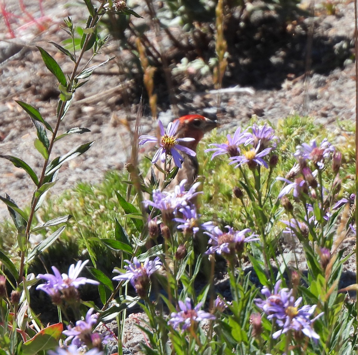 Cassin's Finch - ML640040711