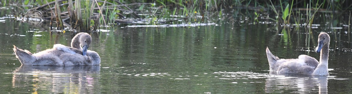 Höckerschwan - ML640040734