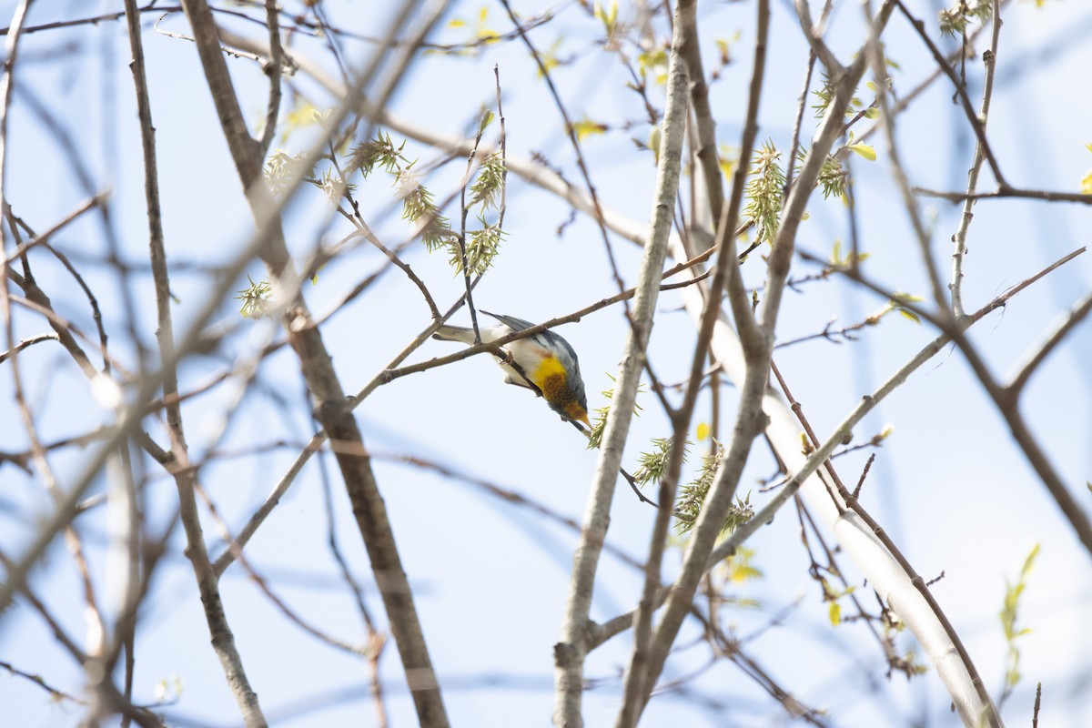 Northern Parula - Kalpesh Krishna