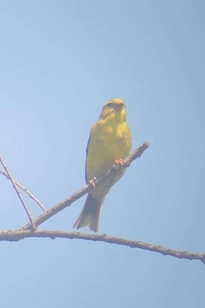 Jilguero Yanqui - ML640040822