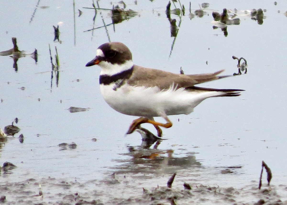 Semipalmated Plover - ML640040979