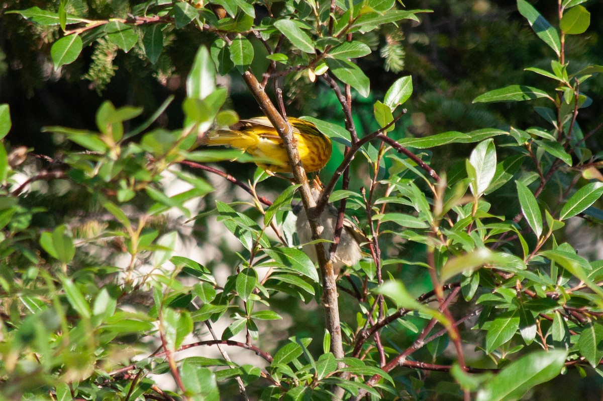 Goldwaldsänger - ML640041043