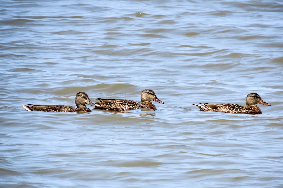 Mallard - ML640041071