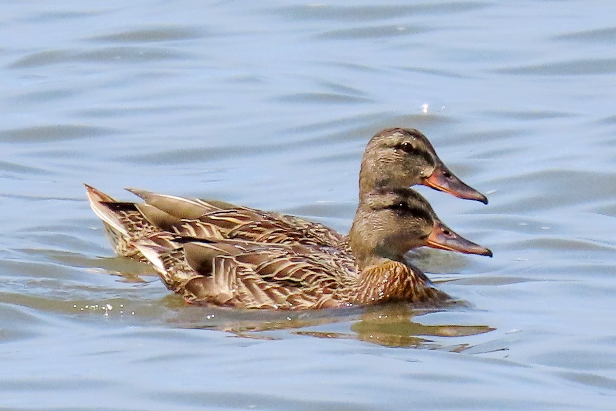 Mallard - ML640041072