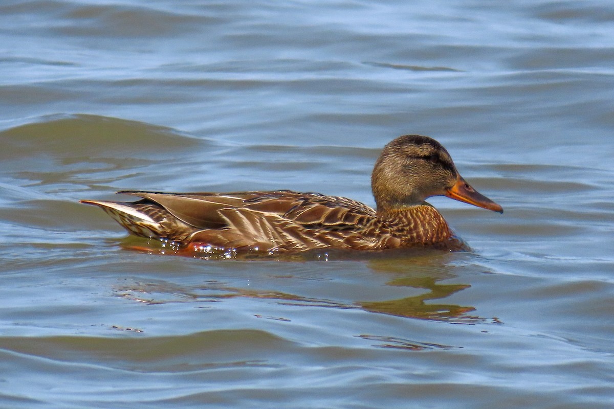 Mallard - ML640041073