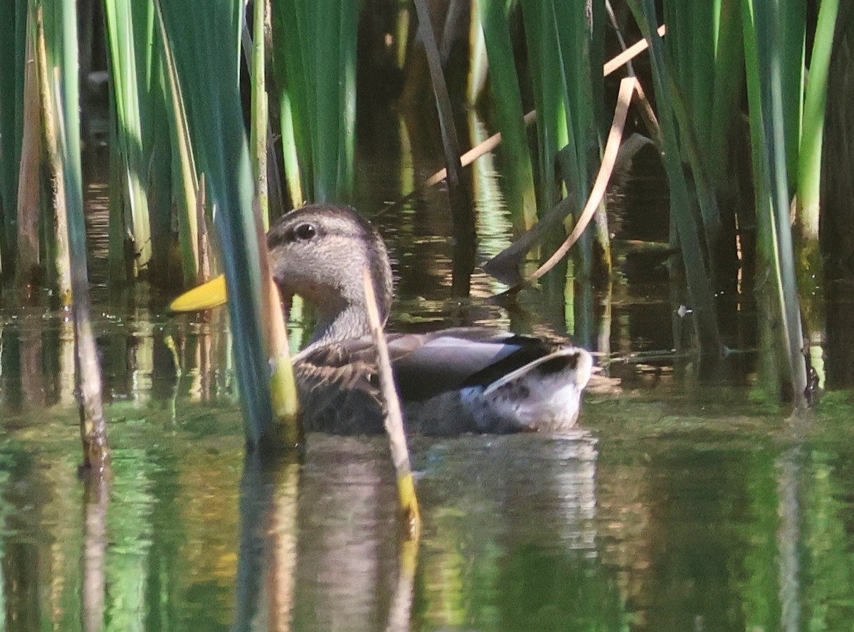 Mallard - ML640041308