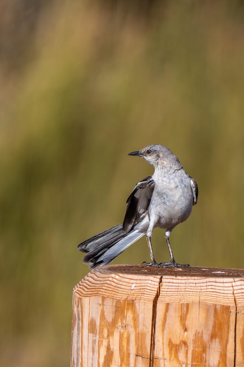Northern Mockingbird - ML640041339