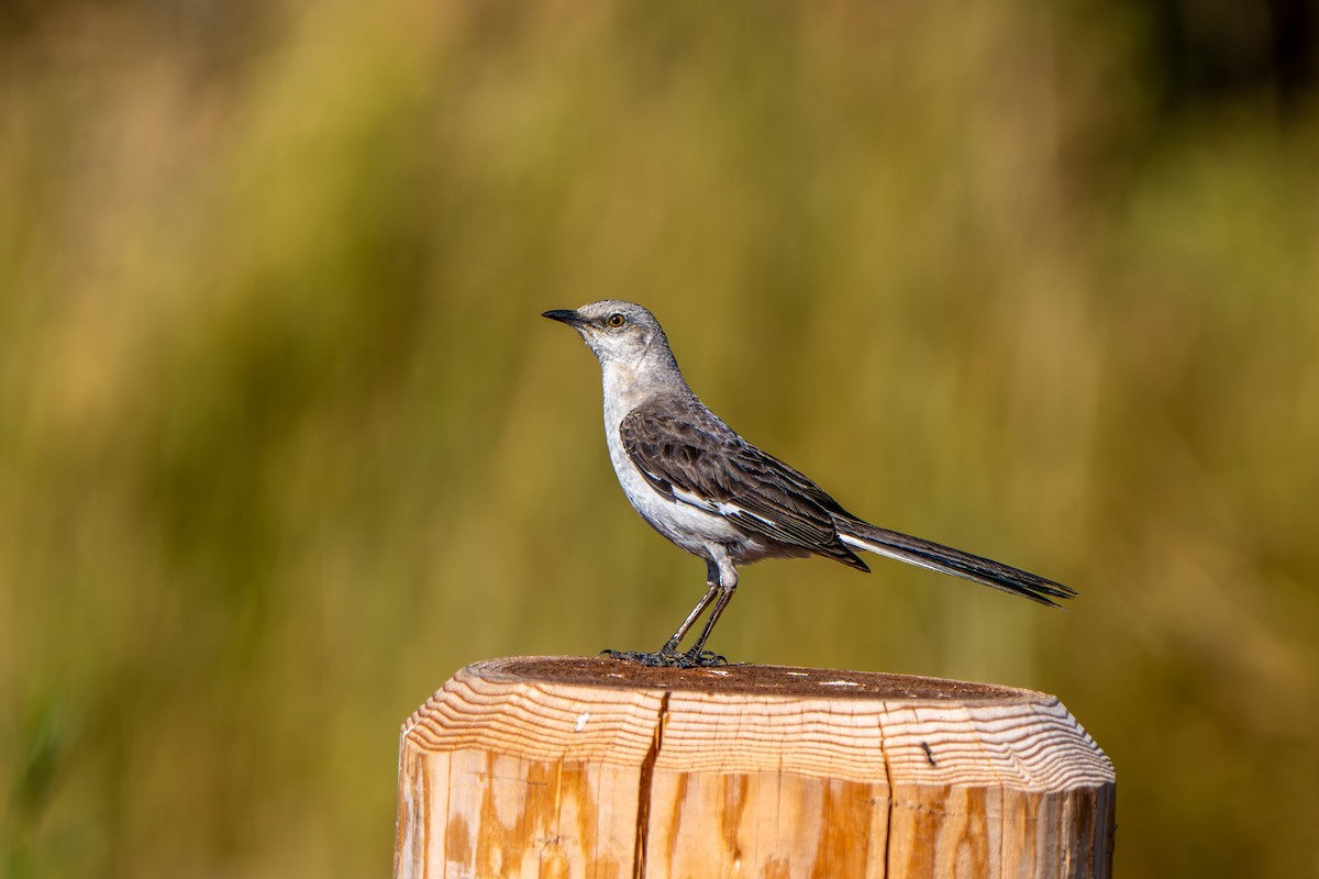 Northern Mockingbird - ML640041340