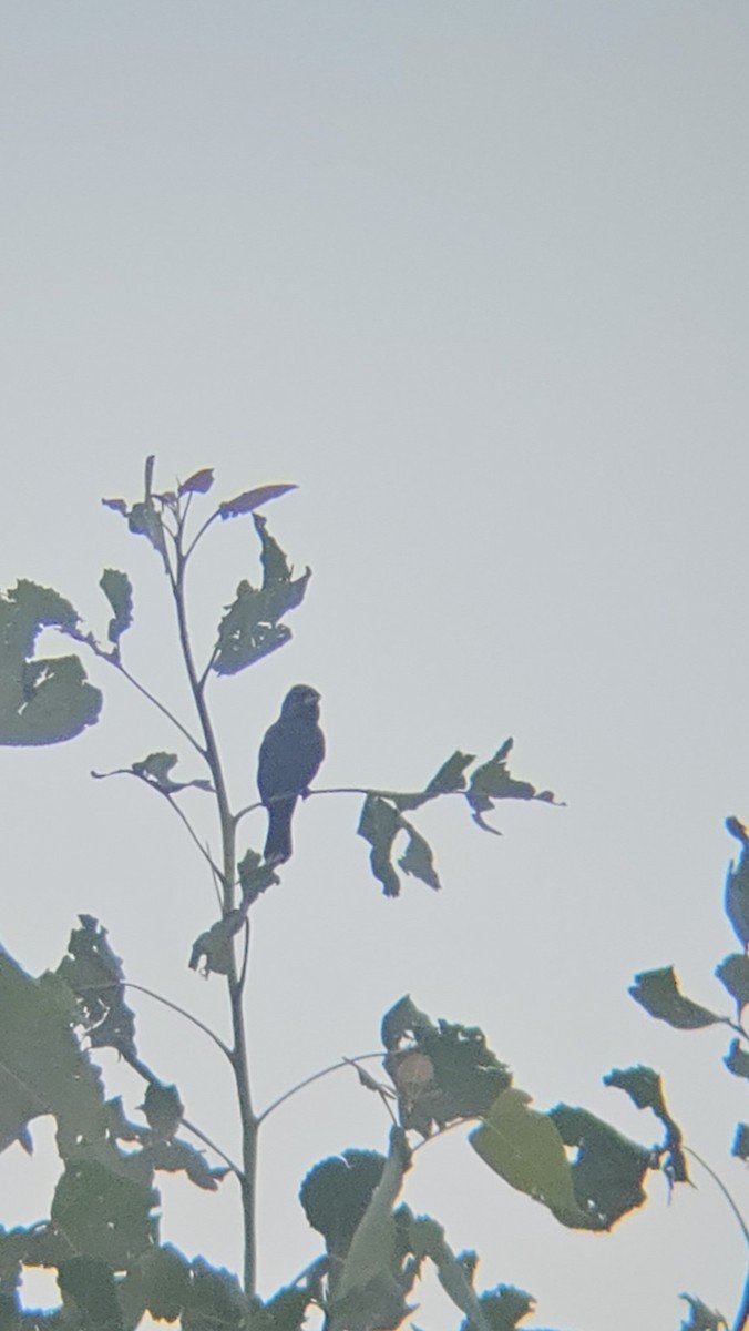 Blue Grosbeak - ML640041384