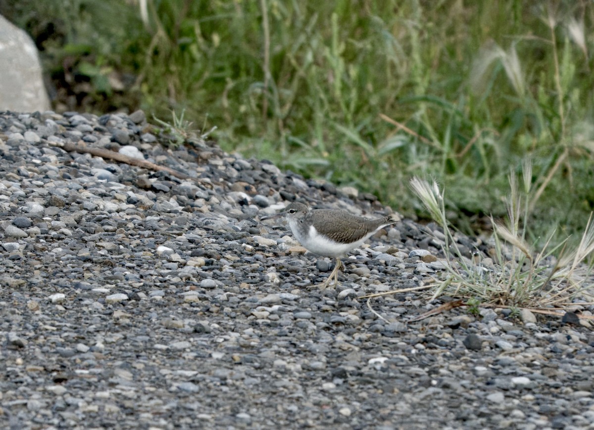 Spotted Sandpiper - ML640041431