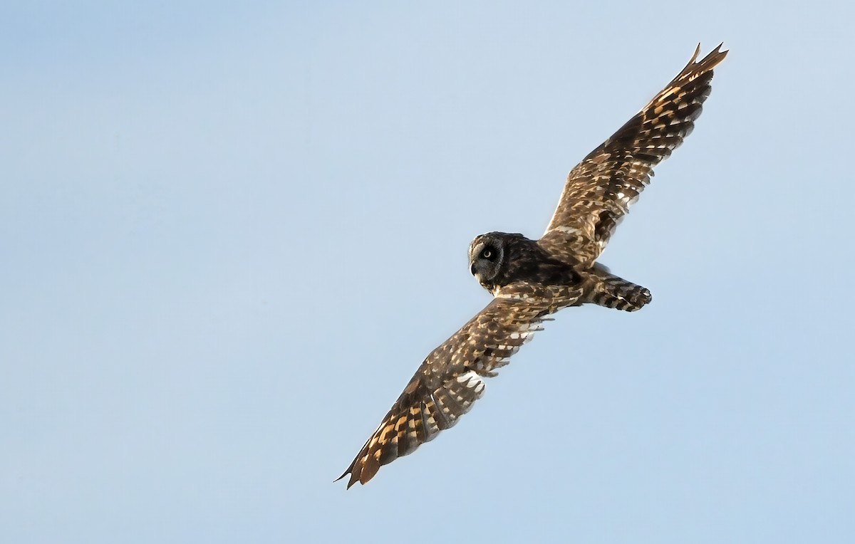 Short-eared Owl (Hawaiian) - ML640041439