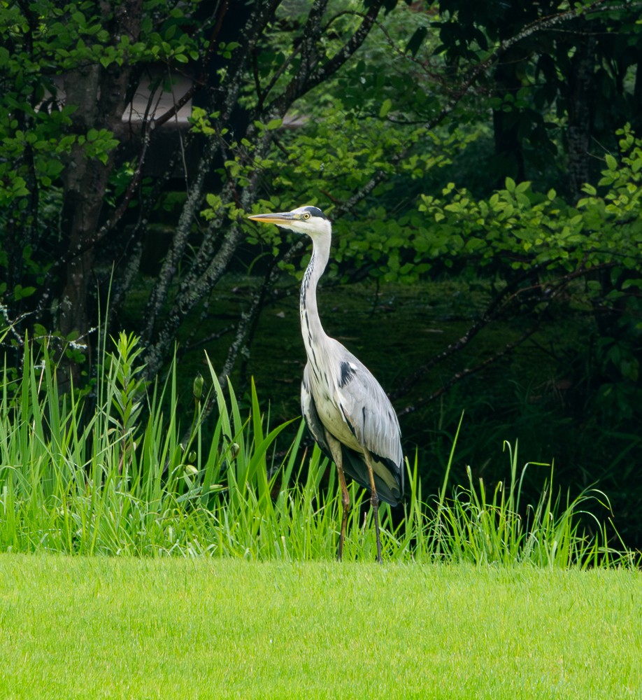 Gray Heron - ML640041464