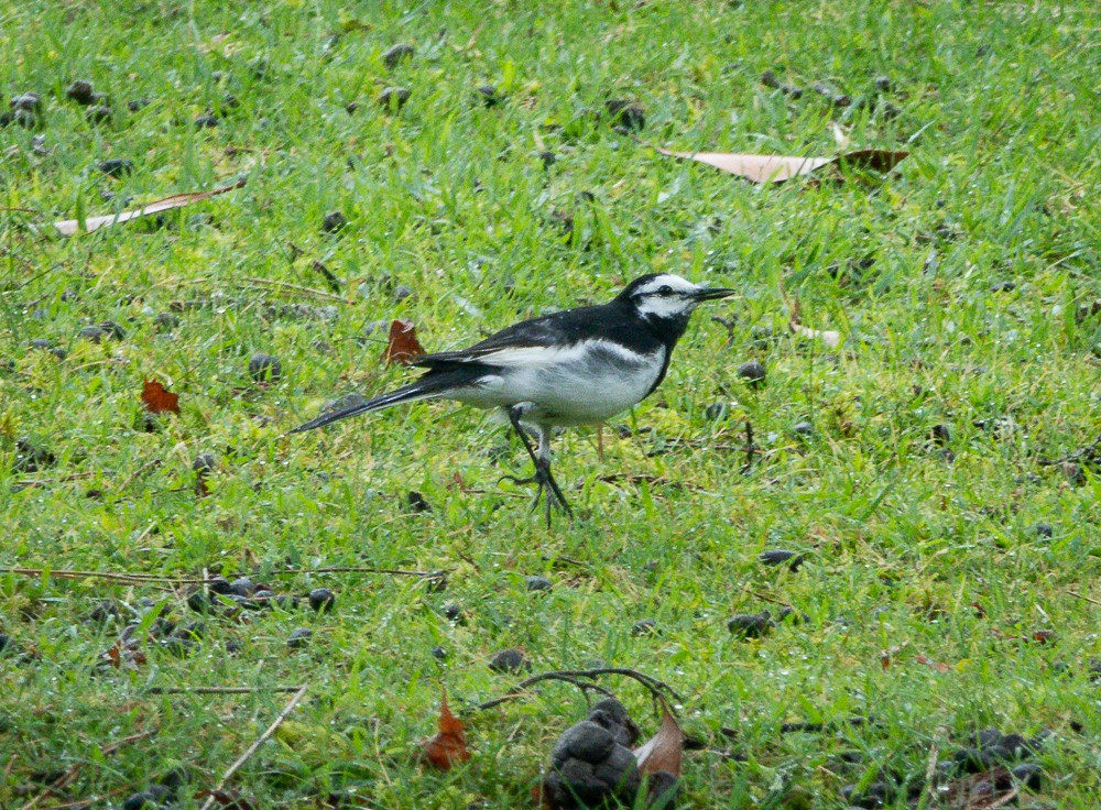 White Wagtail - ML640041484
