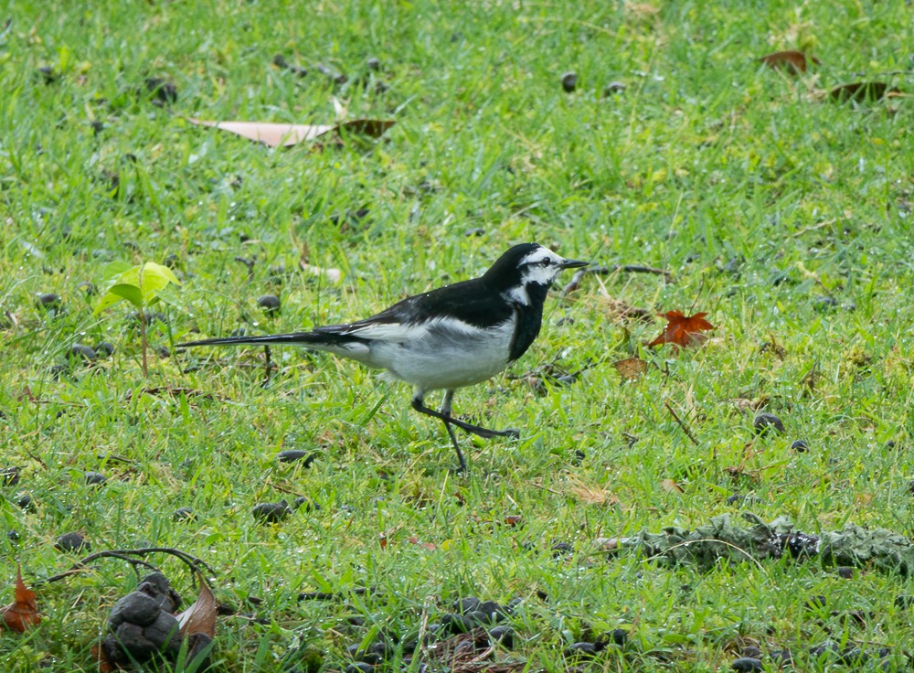 White Wagtail - ML640041485