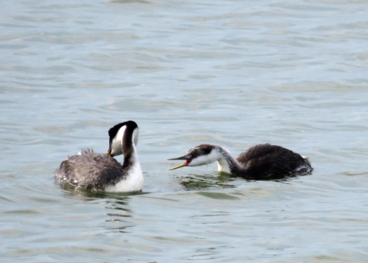 Western Grebe - ML64004151