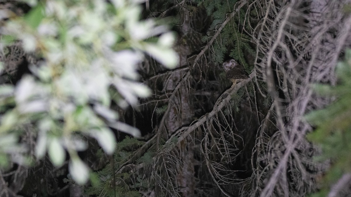Northern Saw-whet Owl - ML640041534