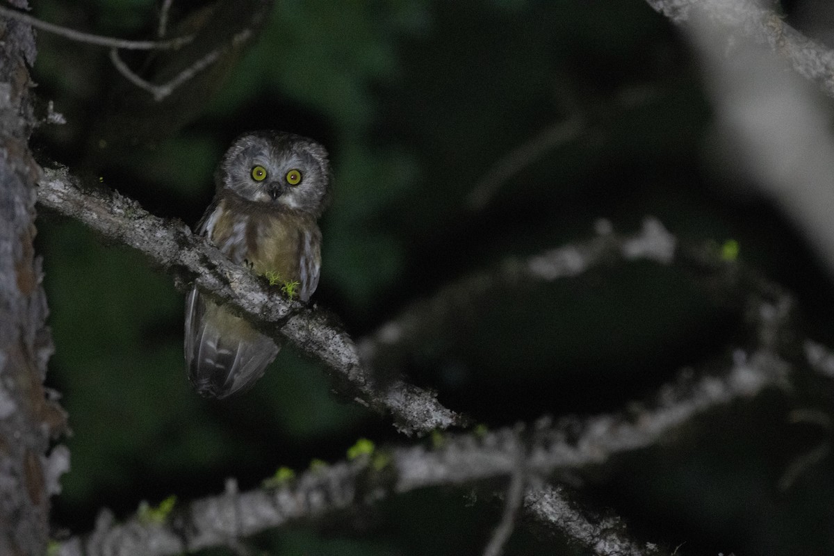 Northern Saw-whet Owl - ML640041535