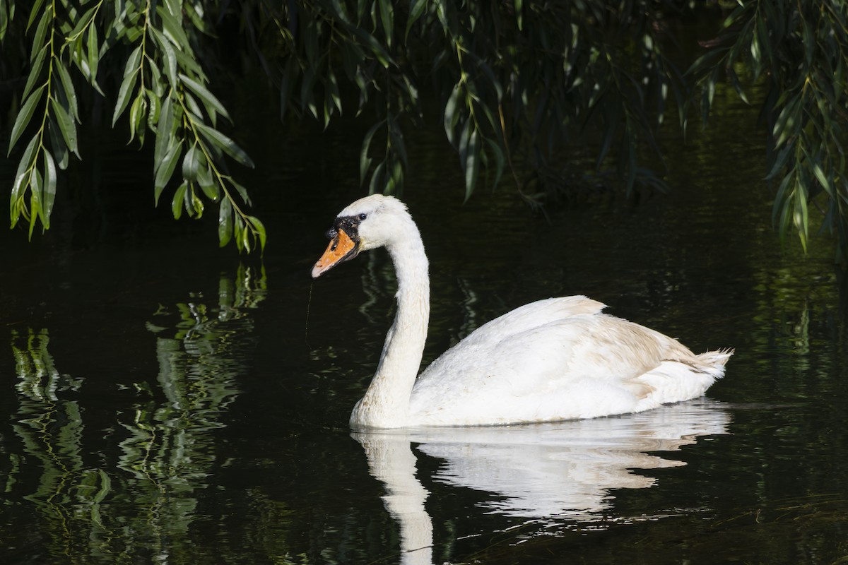 Höckerschwan - ML640041551