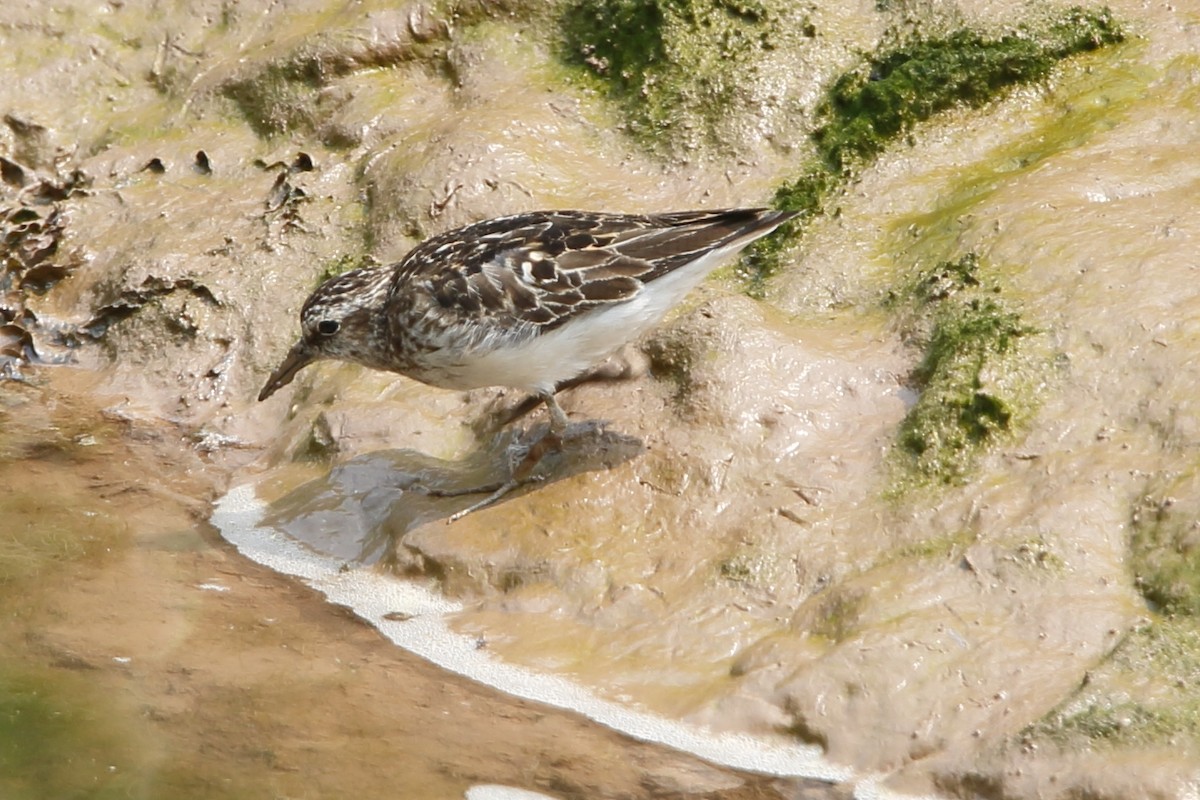 Least Sandpiper - ML640041575
