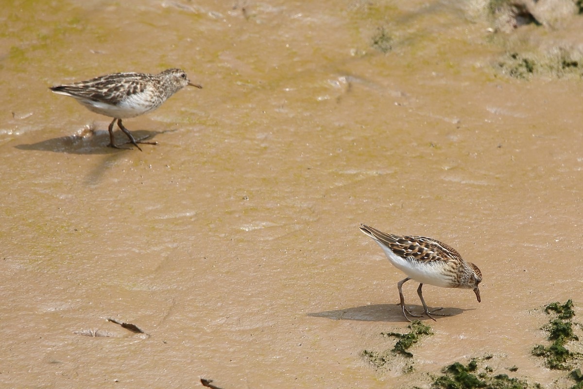 Least Sandpiper - ML640041576