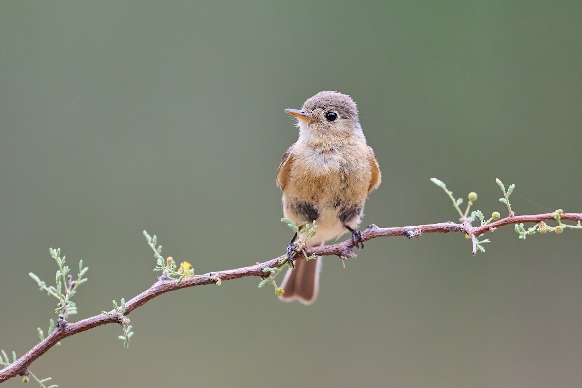 Buff-breasted Flycatcher - ML640041600