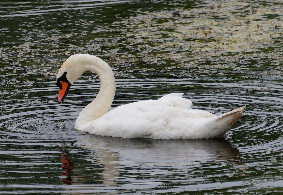 Höckerschwan - ML640041621