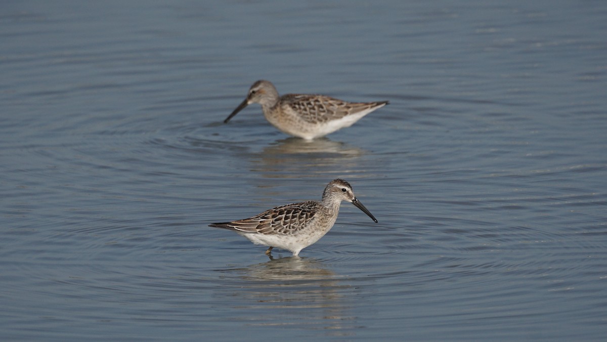 Stilt Sandpiper - ML640041627