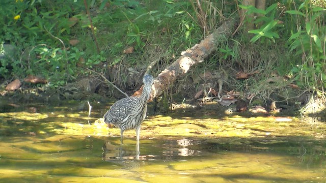 Yellow-crowned Night Heron - ML640041649