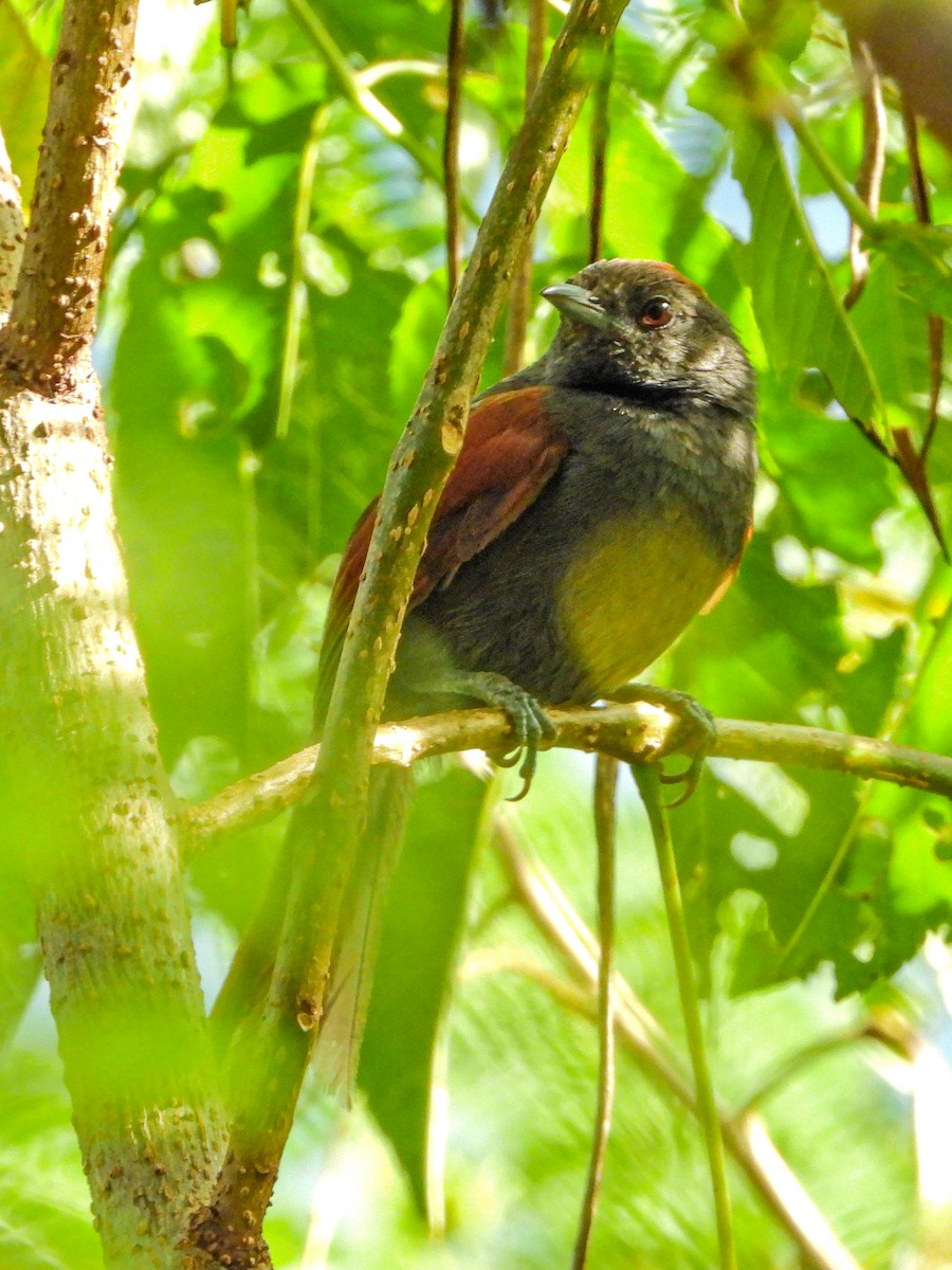 Slaty Spinetail - ML640041670