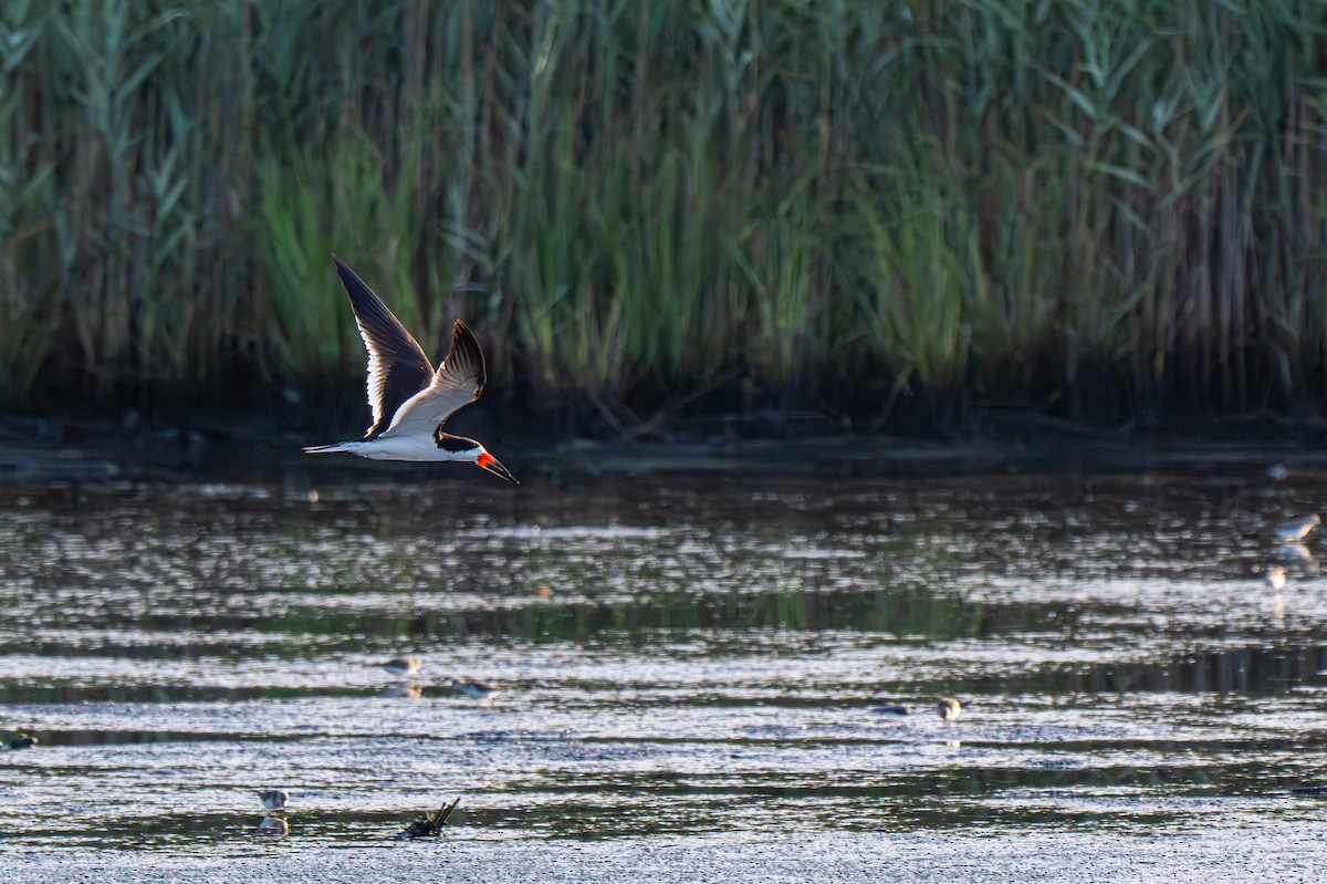 Black Skimmer - ML640041704