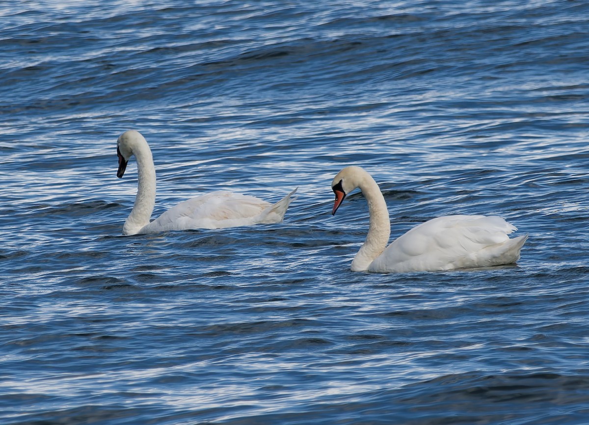 Höckerschwan - ML640041725