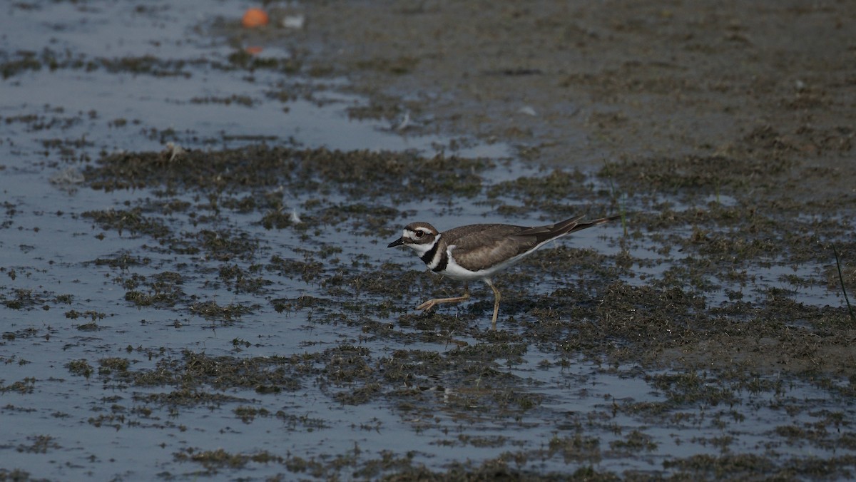 Killdeer - ML640041739
