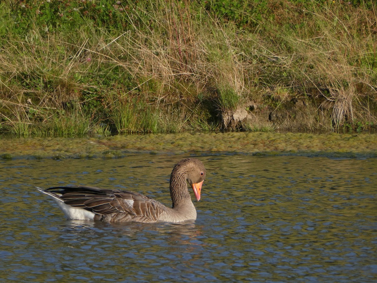Graylag Goose - ML640041757