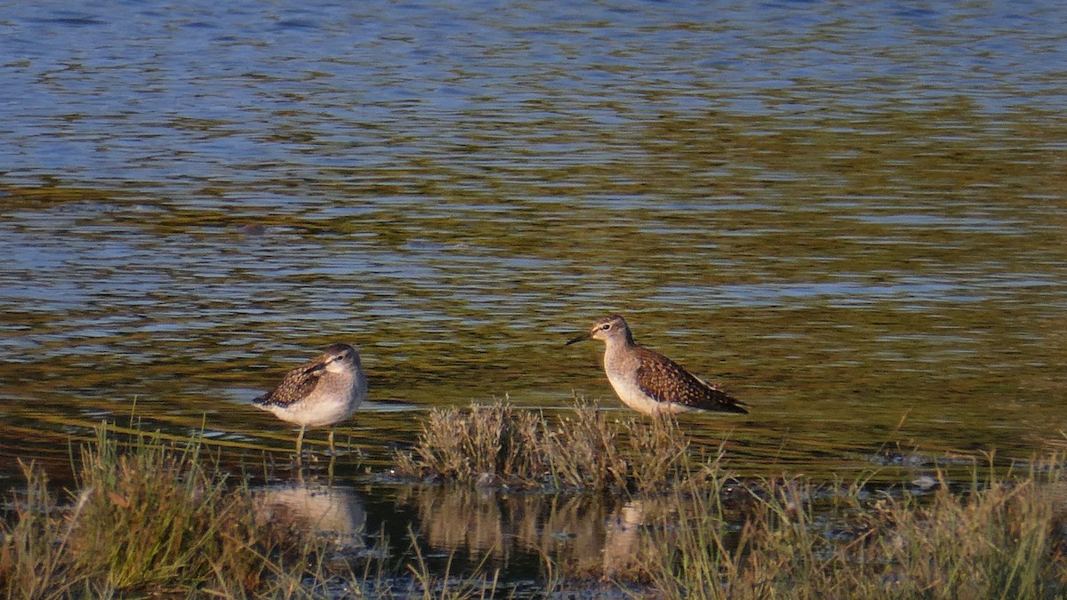 Wood Sandpiper - ML640041767