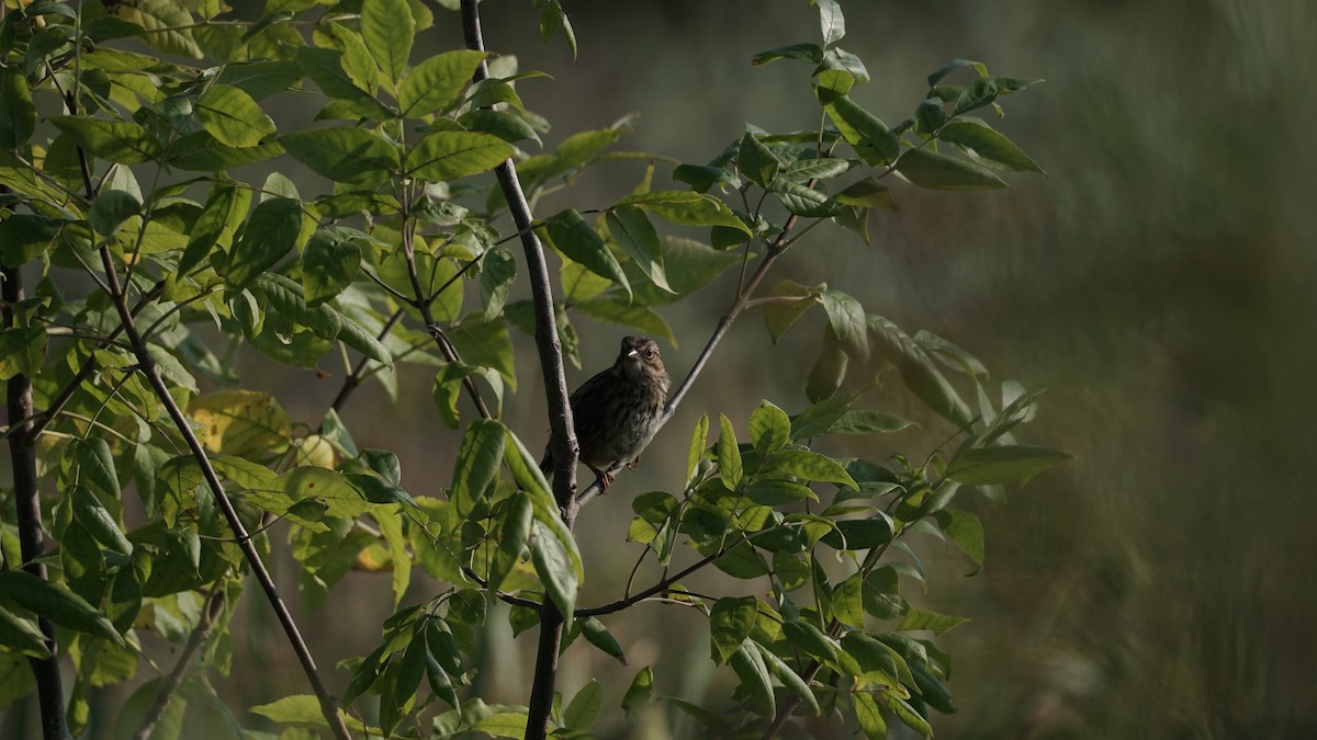 Song Sparrow - ML640041772