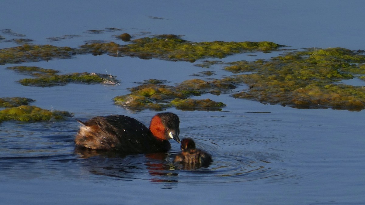 Little Grebe - ML640041774