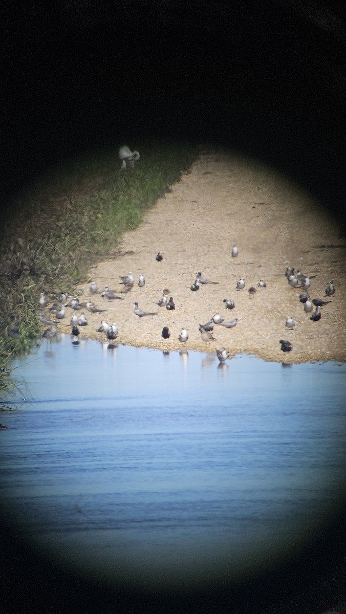 Black Tern - ML640041782