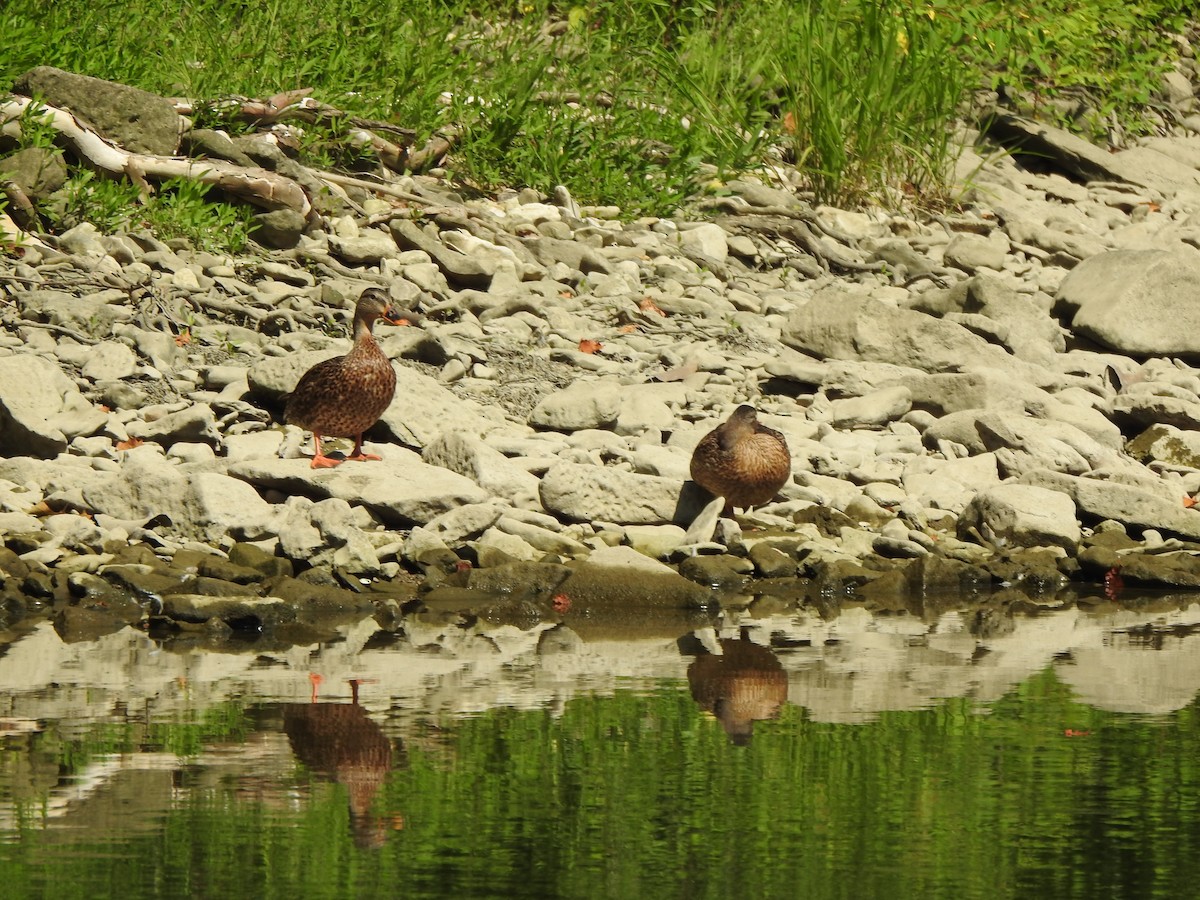 Mallard - ML640041783