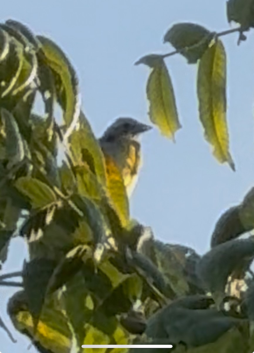 Dickcissel - ML640041787