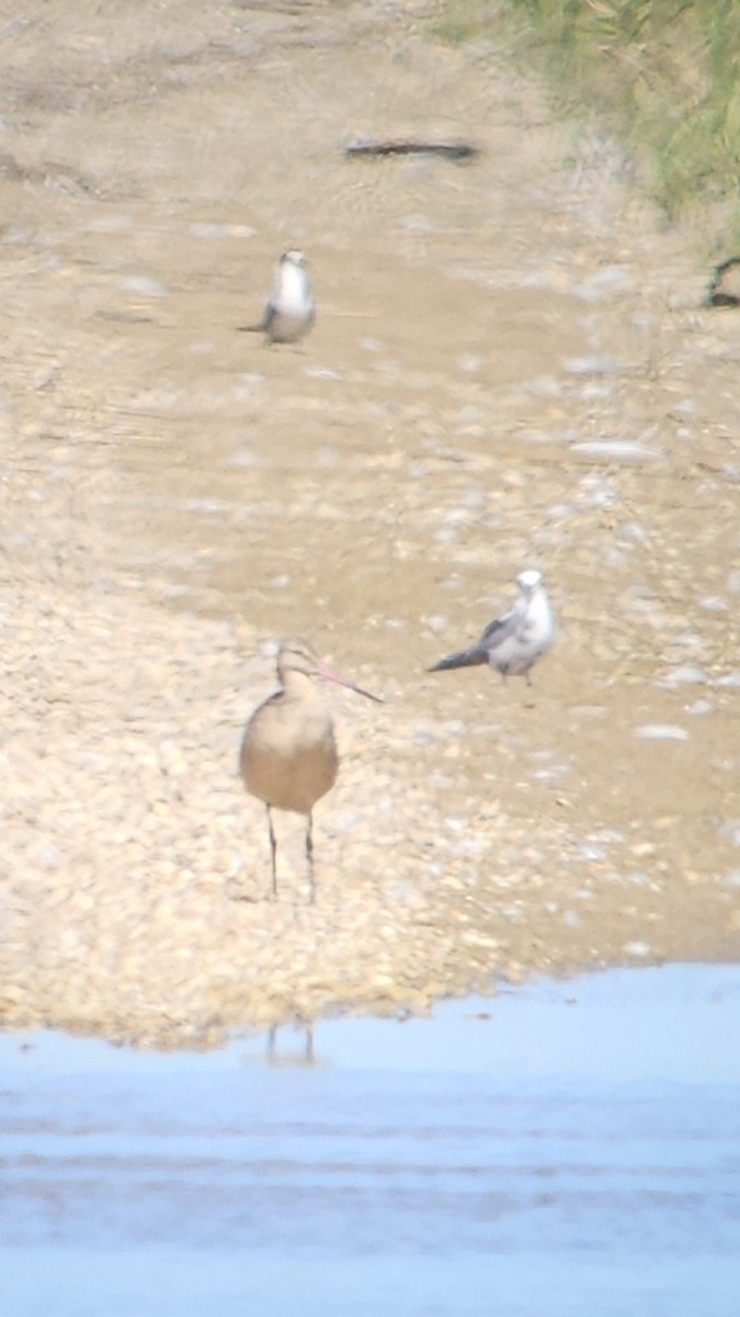 Marbled Godwit - ML640041788