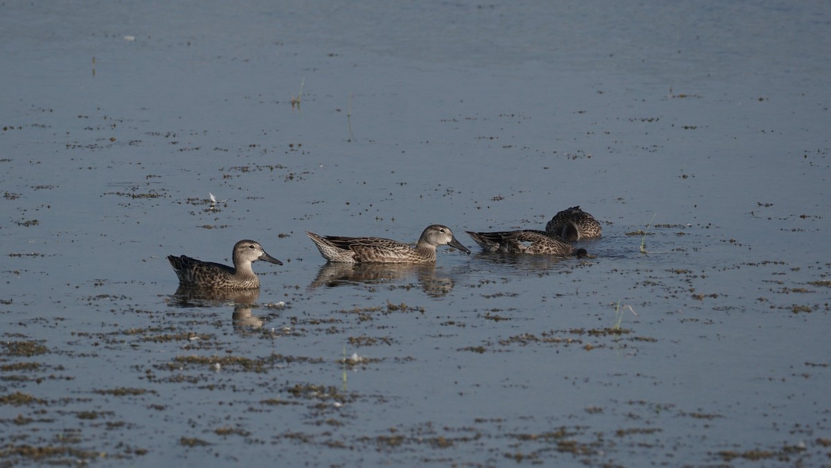 Blue-winged Teal - ML640041828