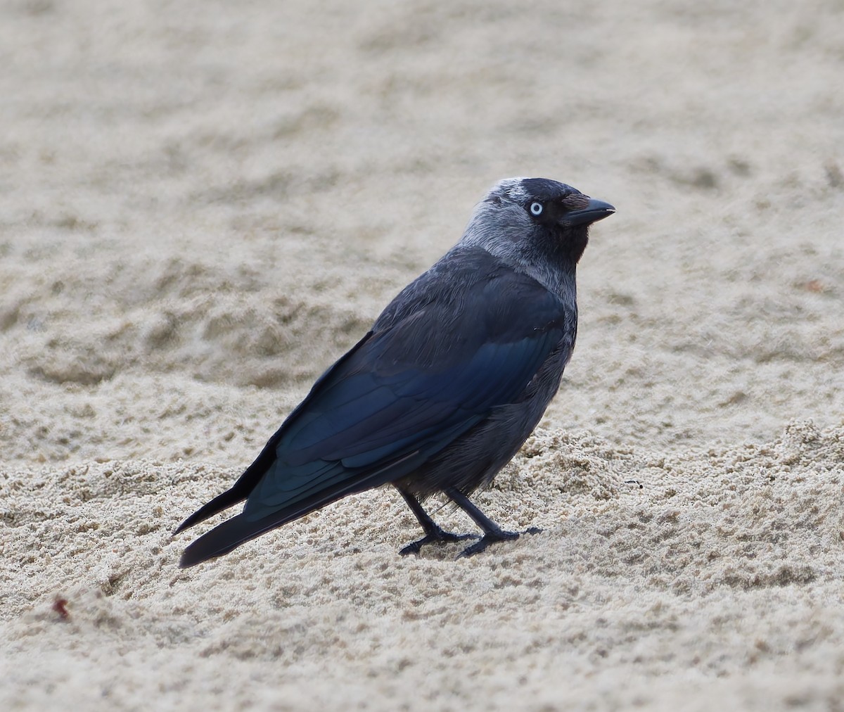 Eurasian Jackdaw - ML640041858