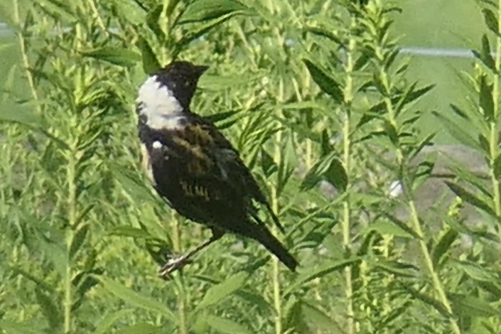 Bobolink - ML640041897