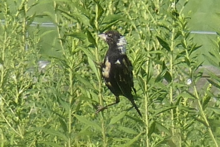 Bobolink - ML640041898