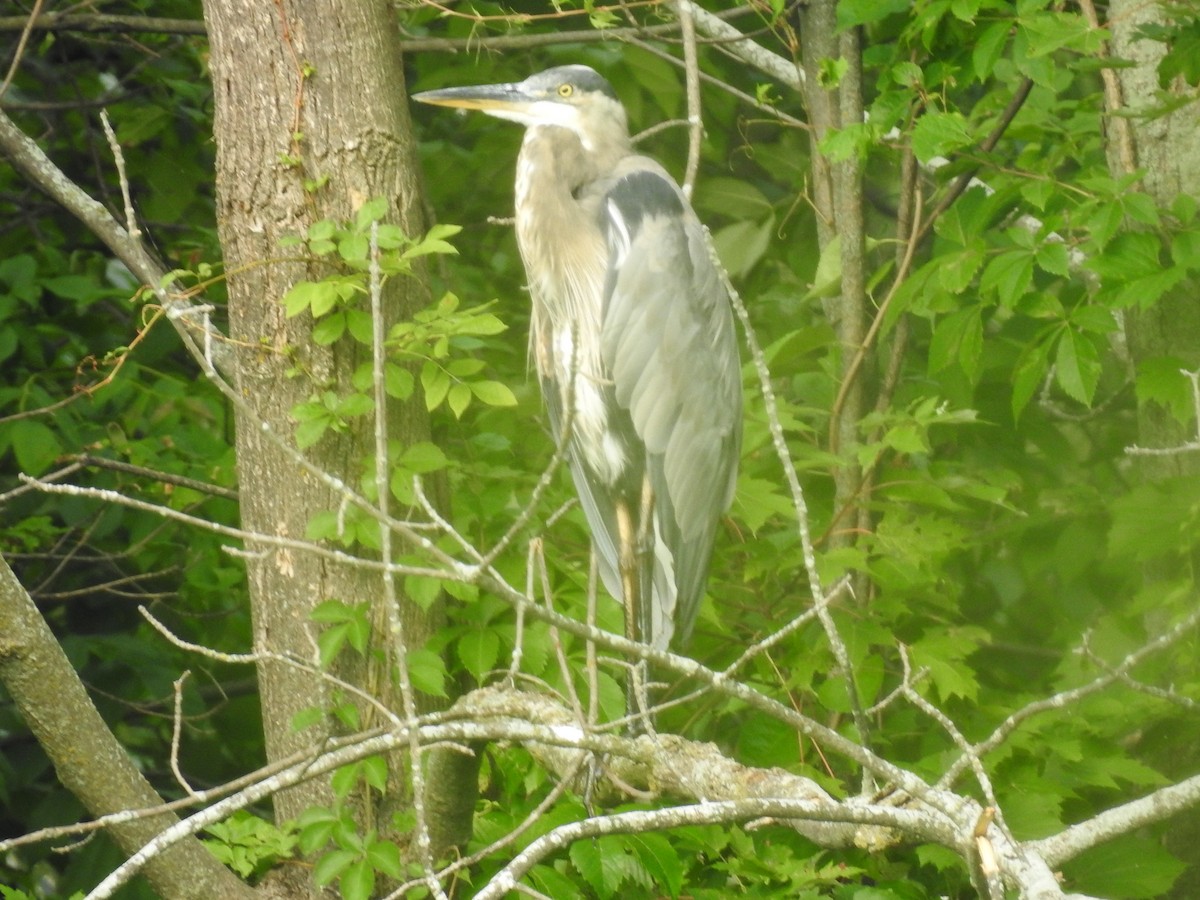 Great Blue Heron - ML640041901