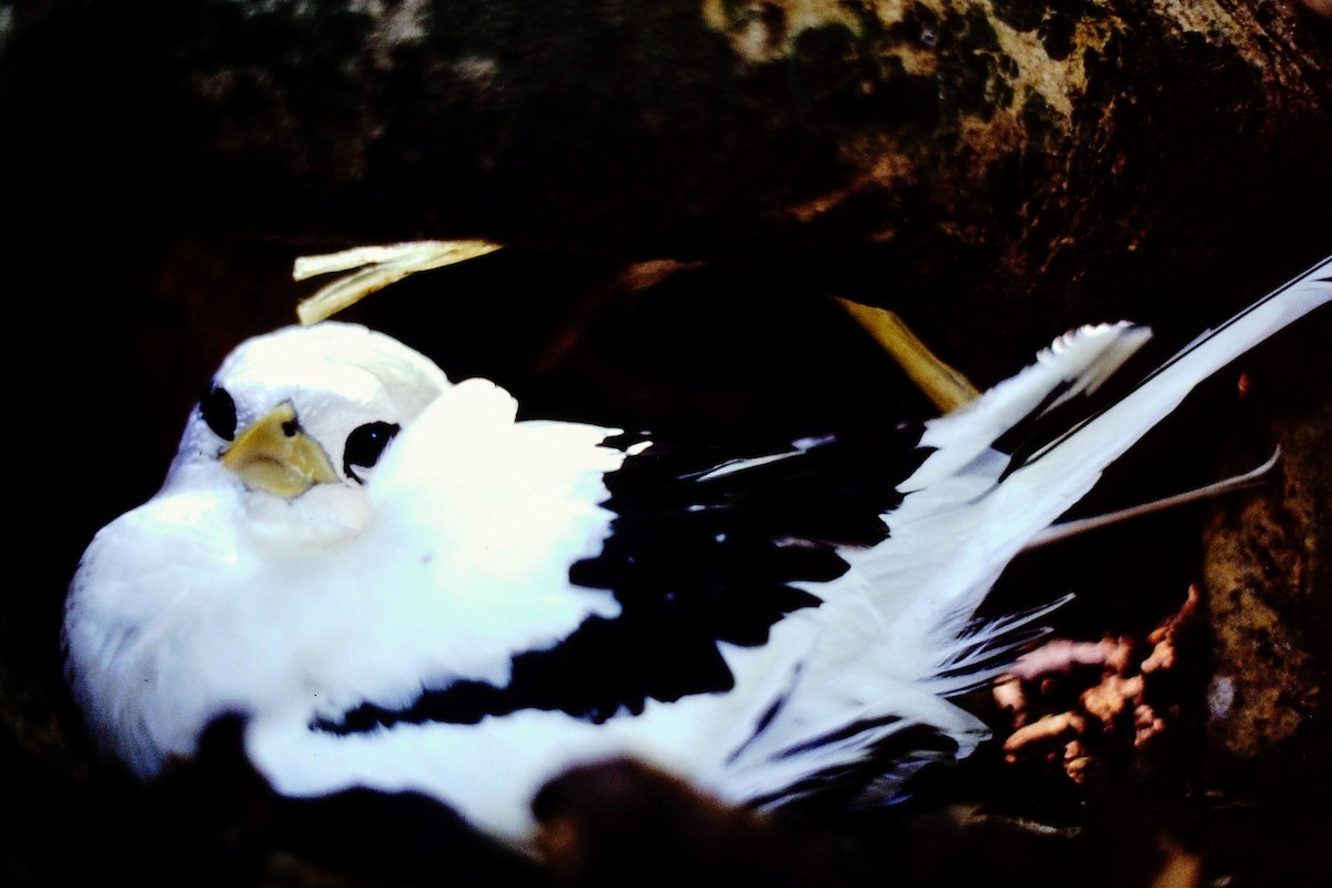 White-tailed Tropicbird - ML640041942