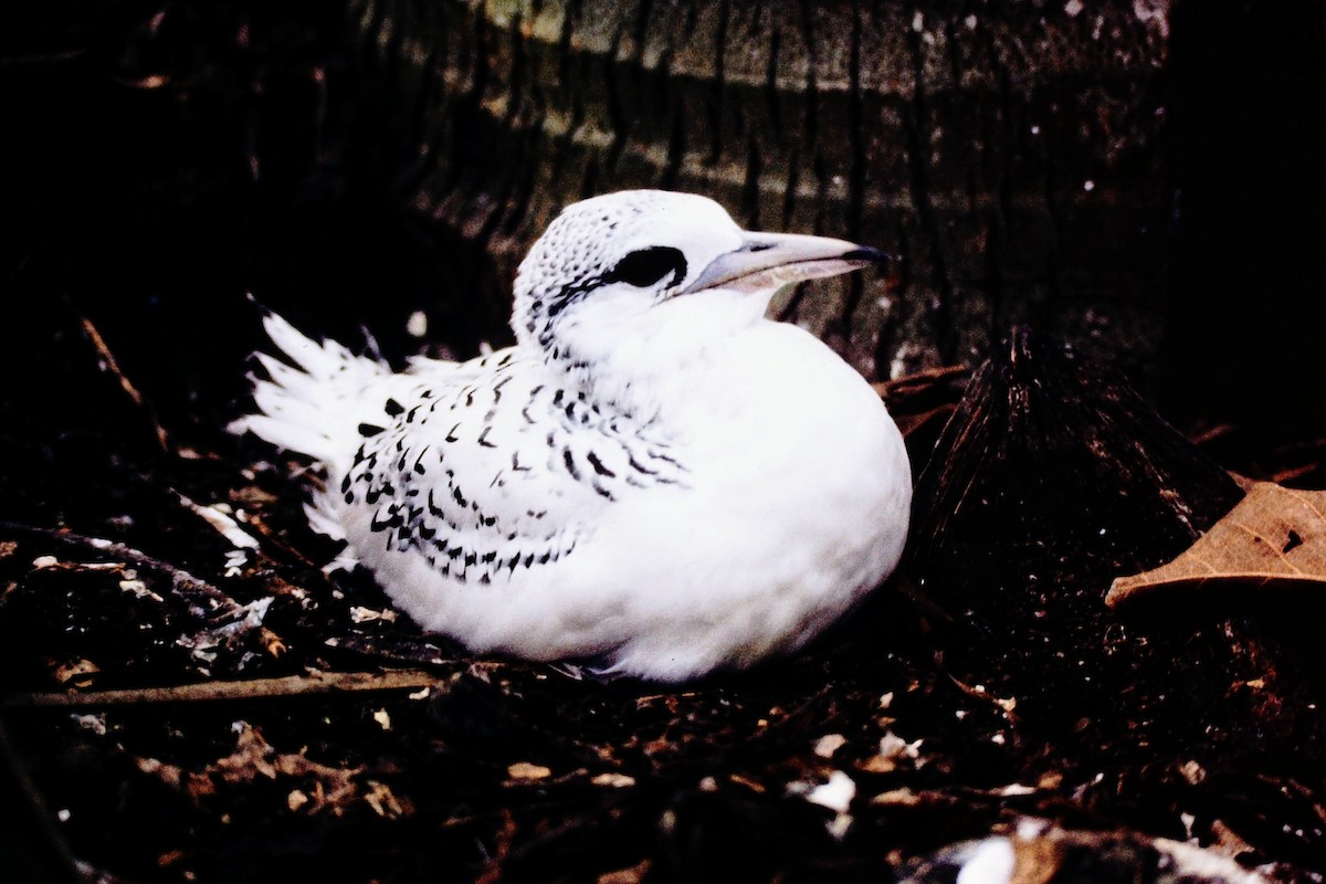White-tailed Tropicbird - ML640041943